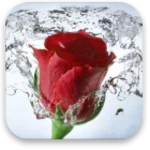 Logo of Rose android Application 